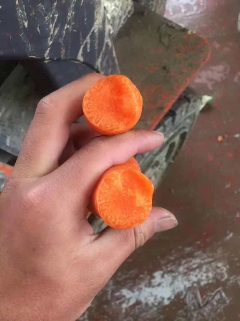 河南开封纯沙地三红萝卜，大量有货，需要的客户联系，