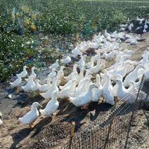 水白鸭，旱白鸭，54天，均重7.7斤，大量现货，鸭子健康