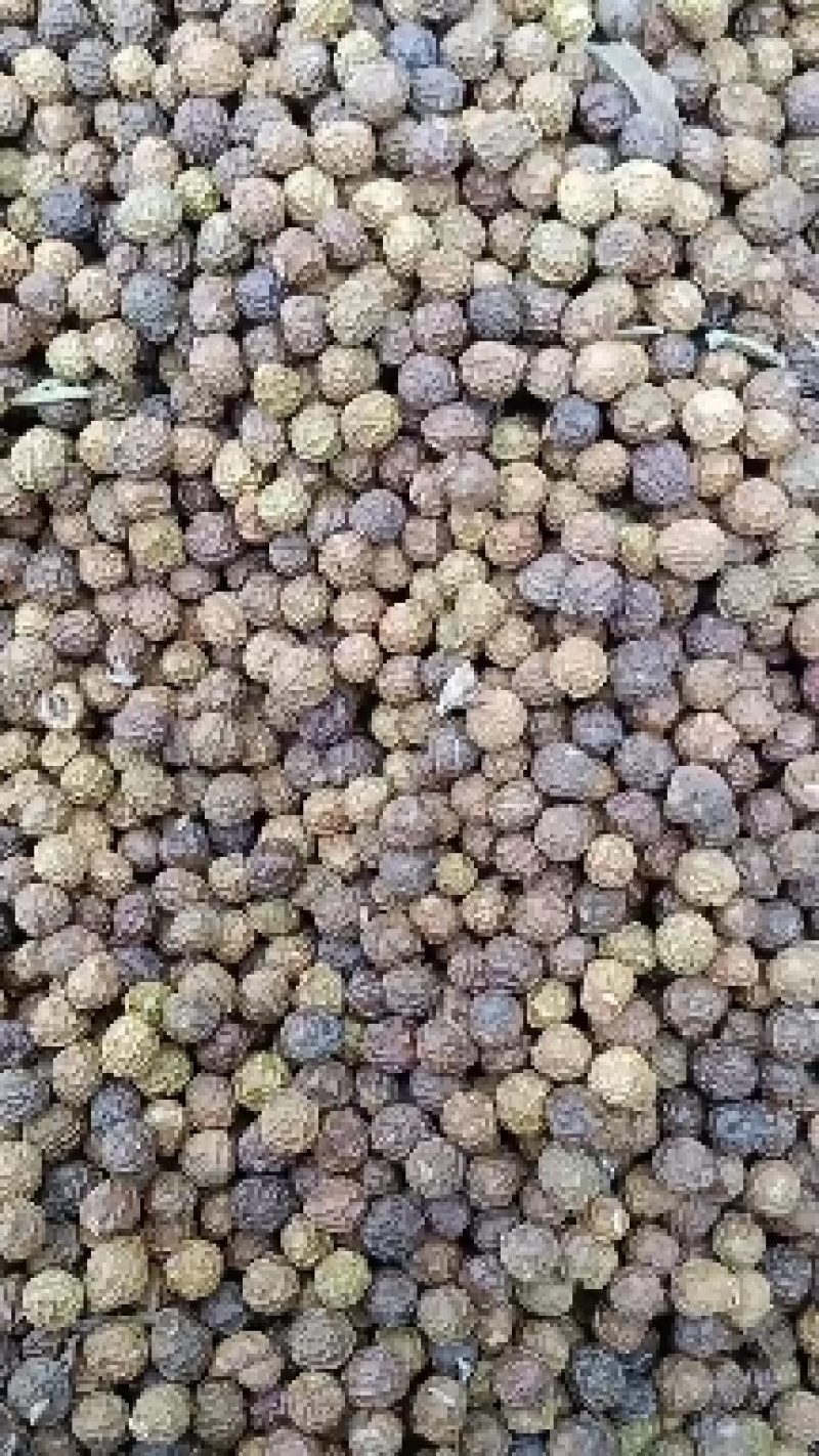 梧桐子，梧桐果新货干净无杂质量保证量大从优！