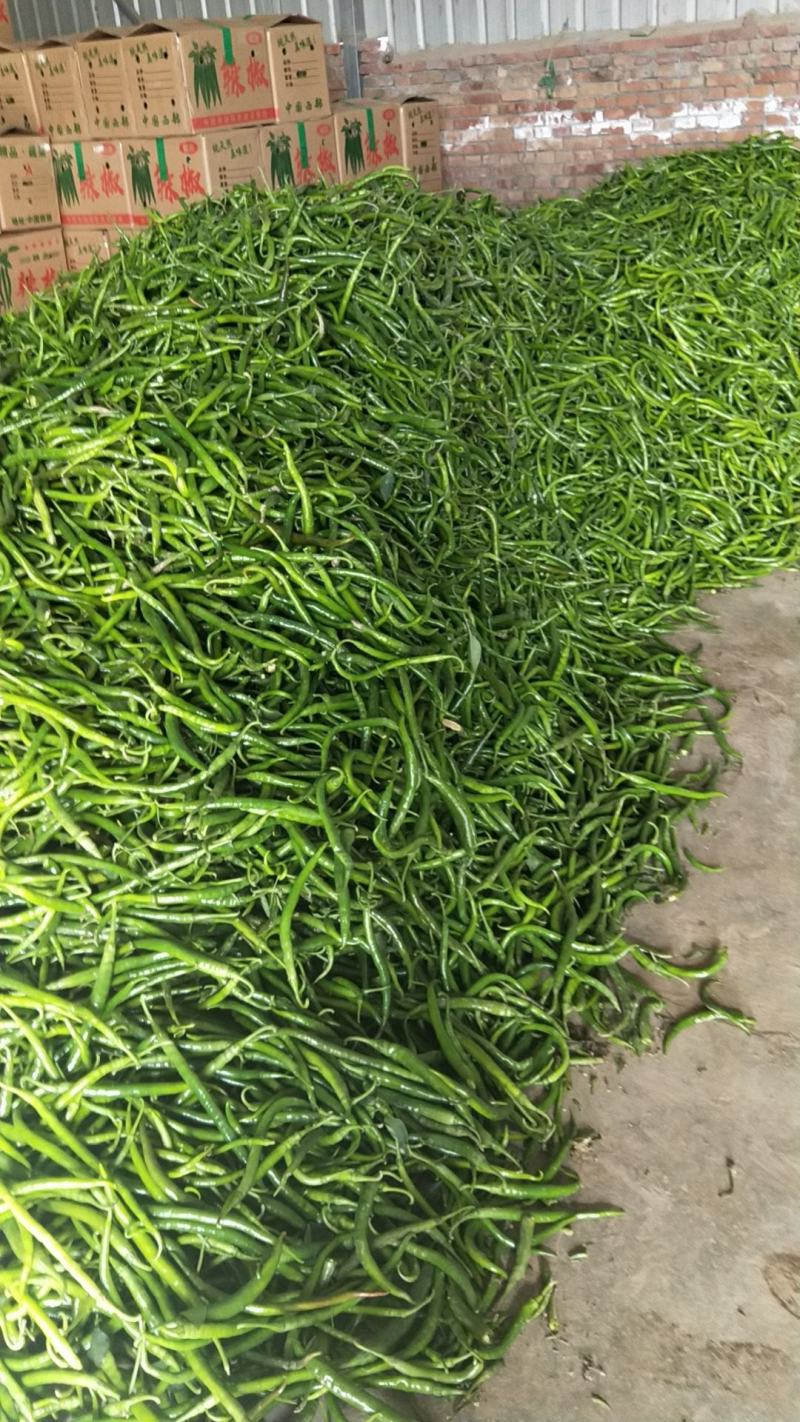陕西省渭南市大荔县棍棍辣椒