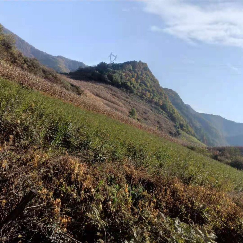 钙果苗欧李苗中华钙果基地直发，包成活，死苗补发