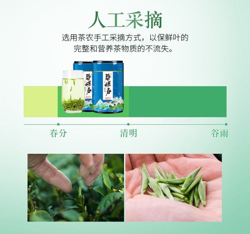 碧螺春特级新茶，茶农亏本促销，浓香特级明前芽茶