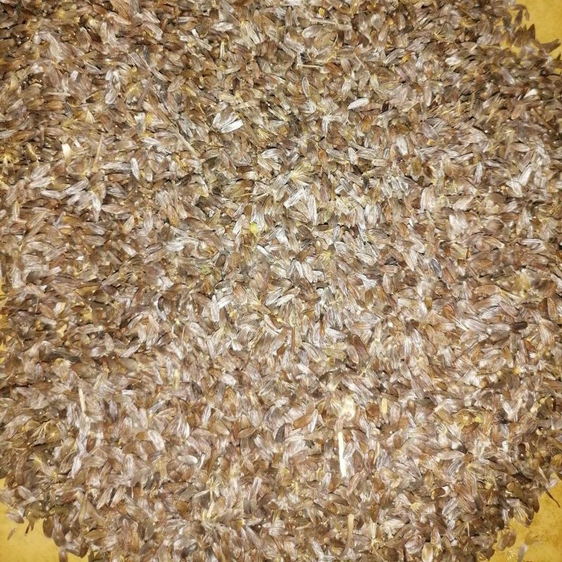 出售优质白茬苍术种子纯手工挑选品种优良生长速度快。