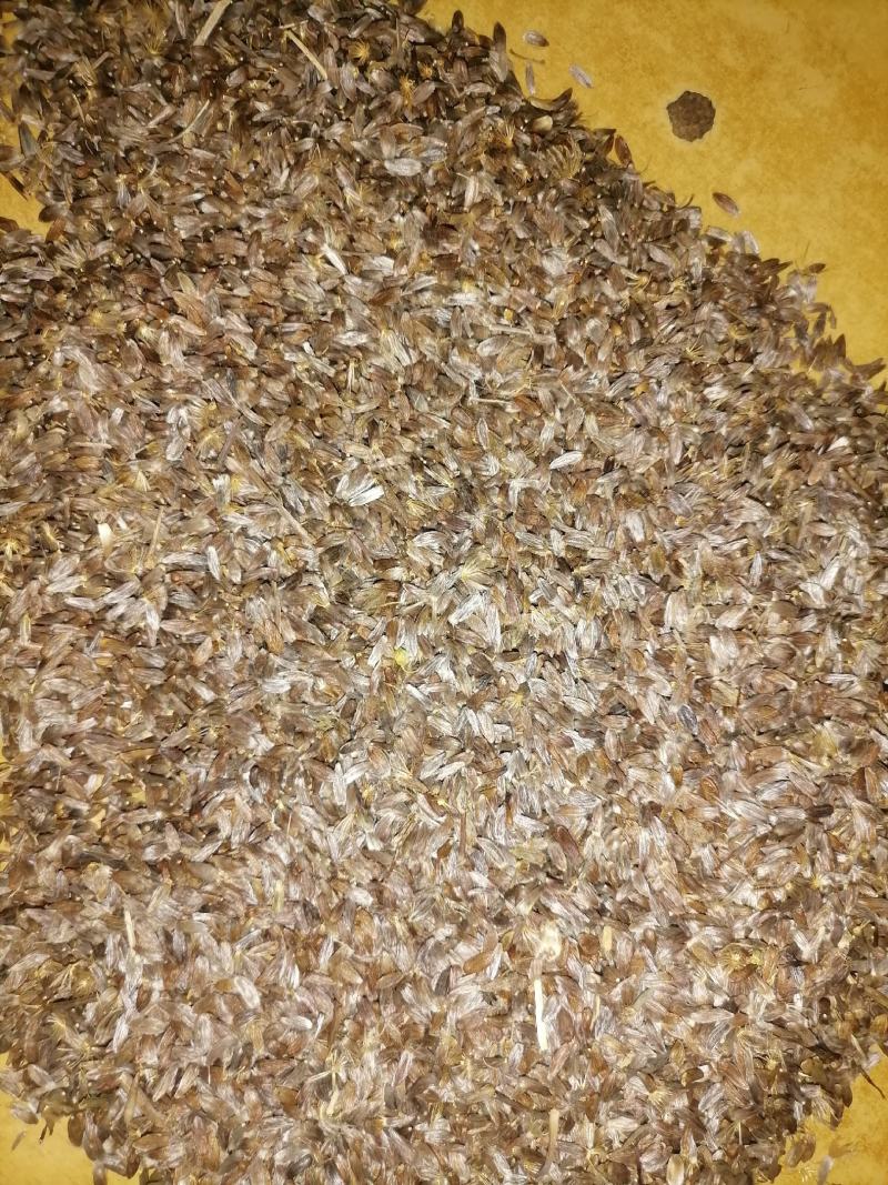 出售优质白茬苍术种子纯手工挑选品种优良生长速度快。