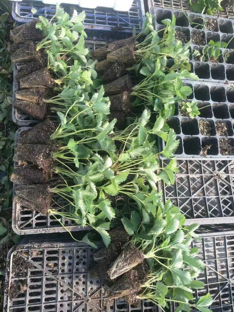 浙江红颜穴盘苗，章姬，越秀草莓苗，甜查理，隋珠草莓苗