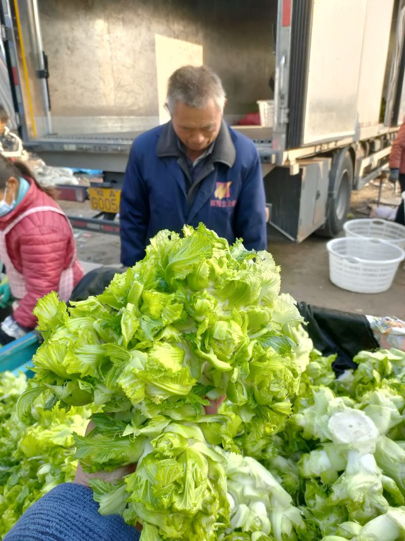儿菜，多子菜，蔬菜基地，大量上市，一手货源，产地直供。