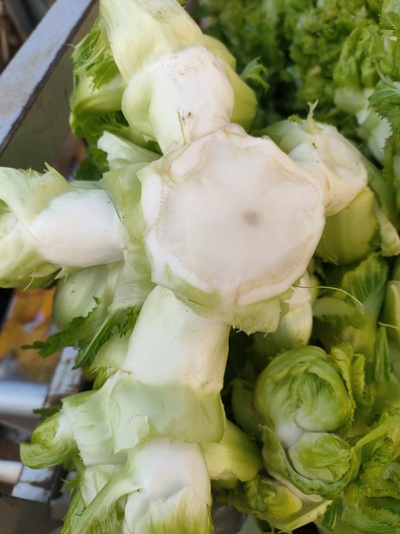 儿菜，多子菜，蔬菜基地，大量上市，一手货源，产地直供。