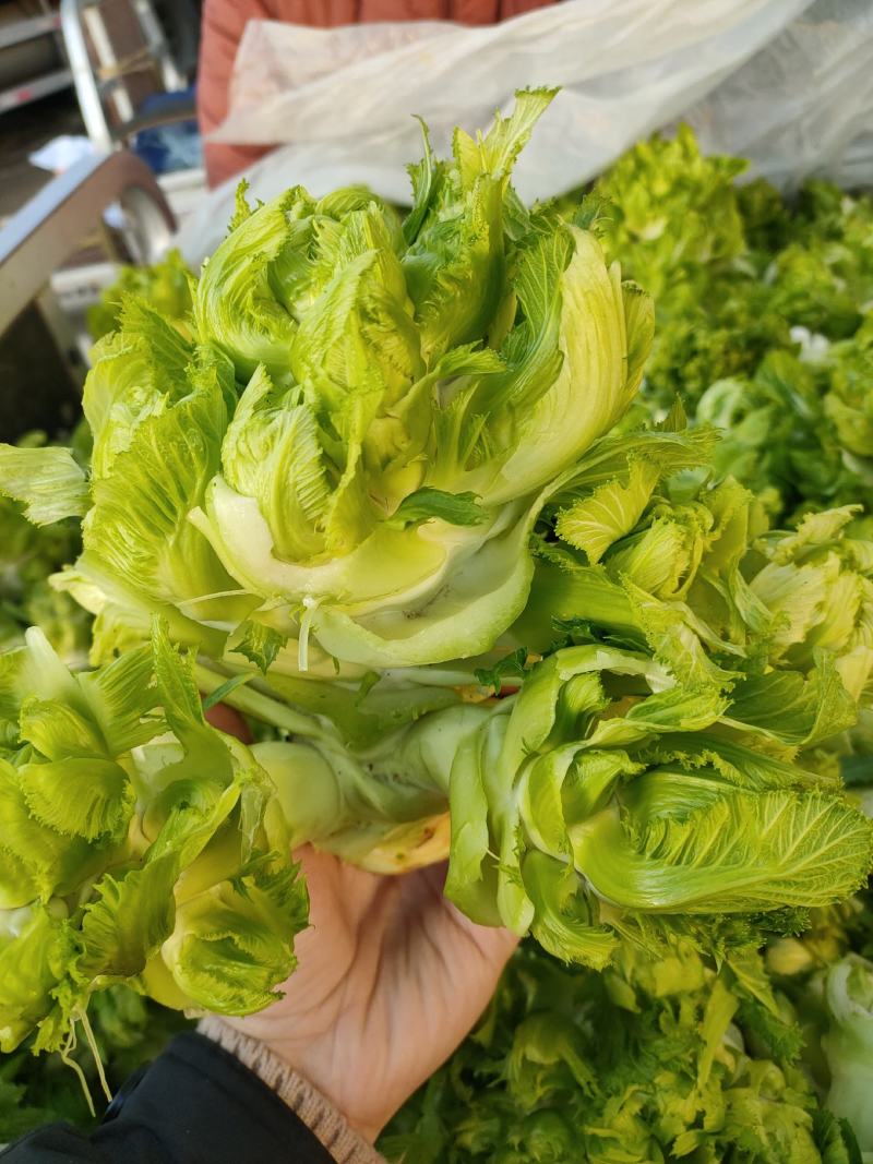 儿菜，多子菜，蔬菜基地，大量上市，一手货源，产地直供。