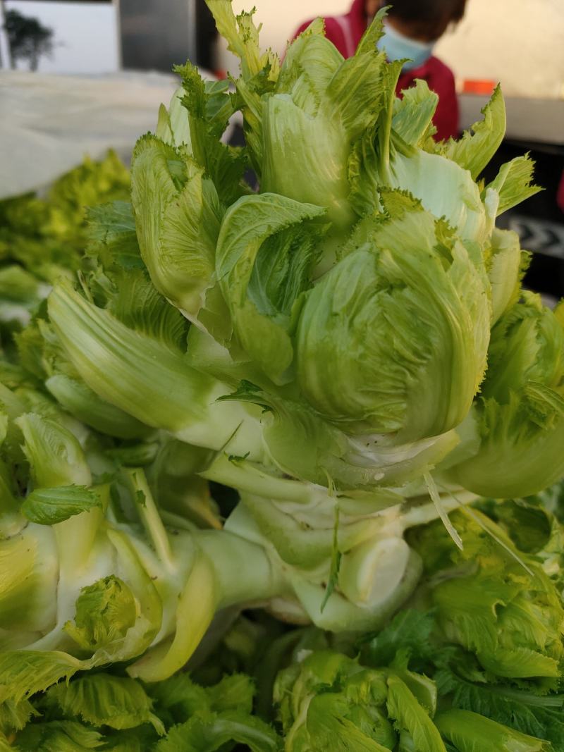 儿菜，多子菜，蔬菜基地，大量上市，一手货源，产地直供。