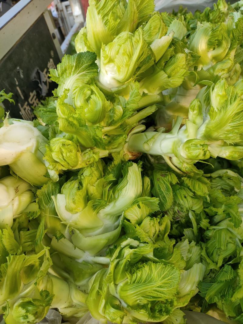 儿菜，多子菜，蔬菜基地，大量上市，一手货源，产地直供。