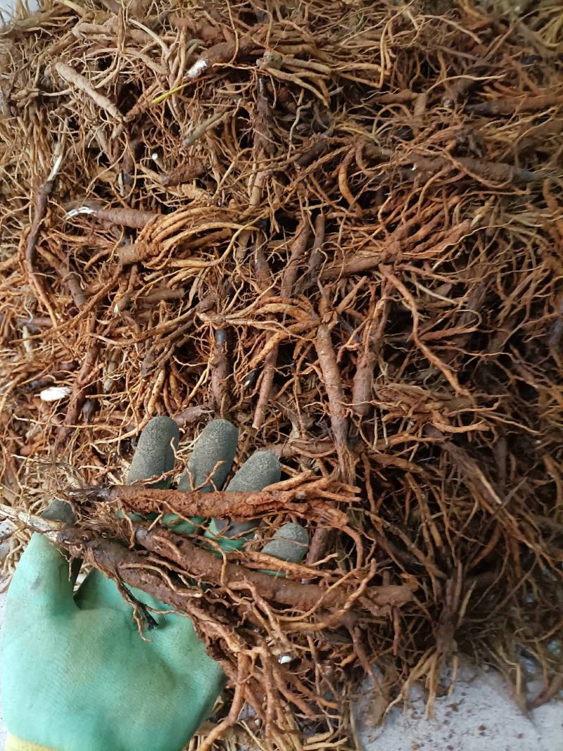 仙茅小棕根小叶品质保证量大从优
