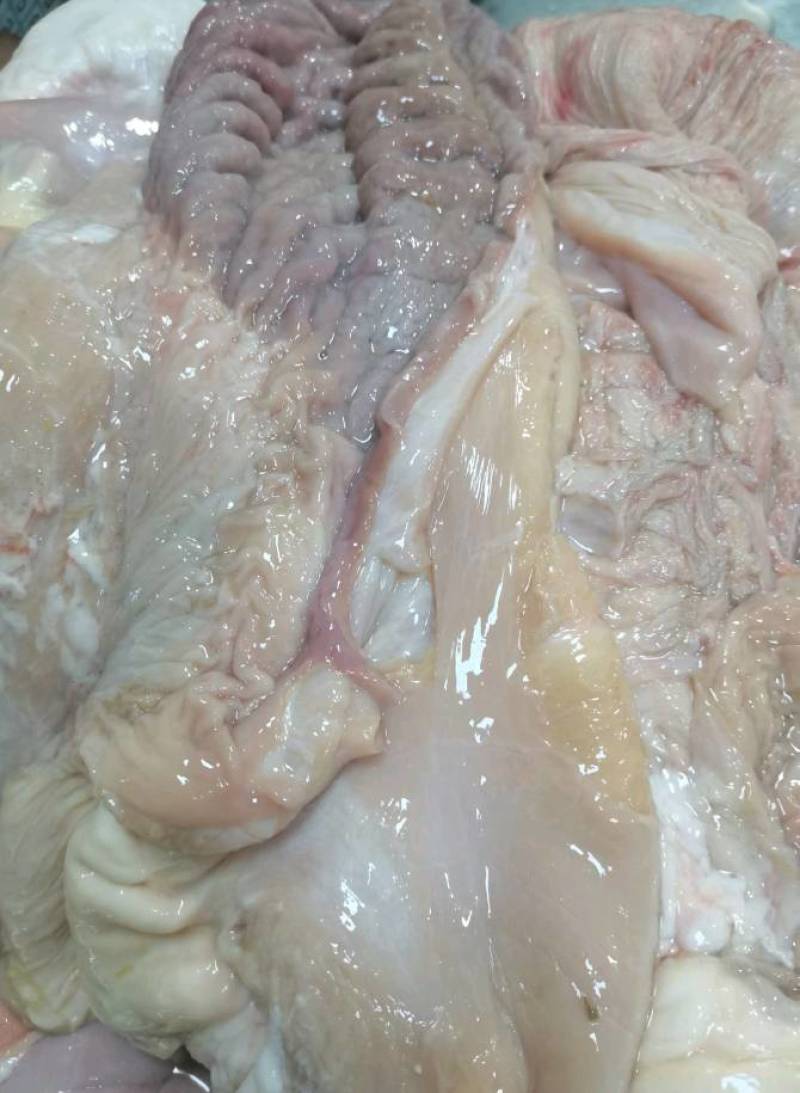 草原骆驼肚现宰洗干净生肚，十斤起包邮。