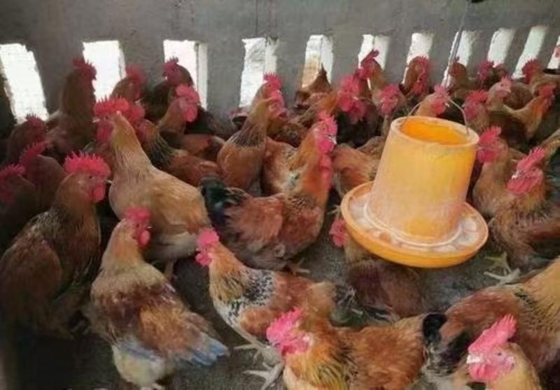 麻黄公鸡，平均4.12斤左右，价格6.5元斤广西南宁