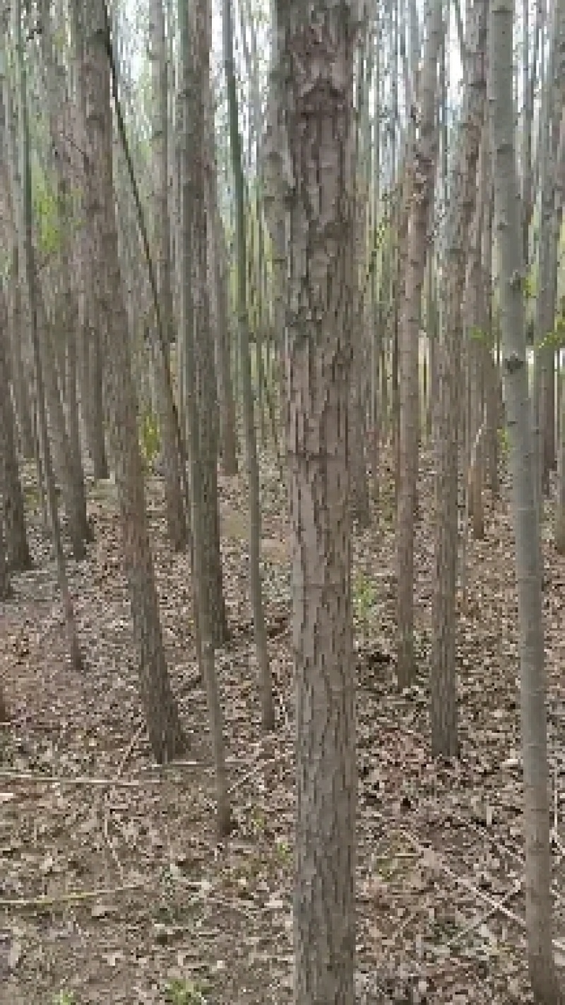 柳树杆子原木支架需要联系量大有优惠