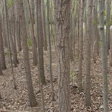 柳树杆子原木支架需要联系量大有优惠