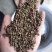 云南昭通鲁甸青花椒金沙江边低海拔.麻度高