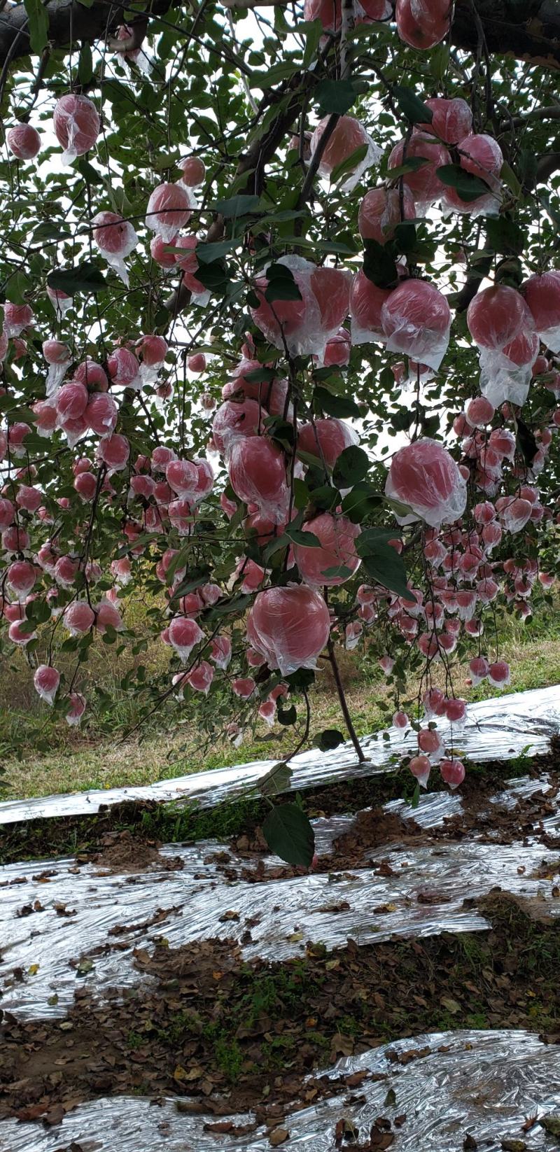 【冷库大铁桶热销】山西万荣纸加膜片红条红大量出库