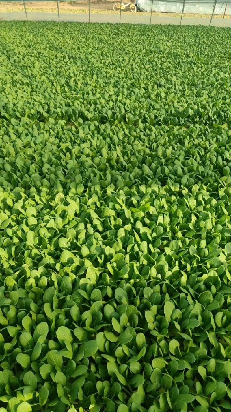 优质油菜上海青，货源充足。拥有大型冷库，支持全国发货