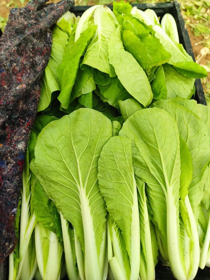 优质油菜上海青，货源充足。拥有大型冷库，支持全国发货
