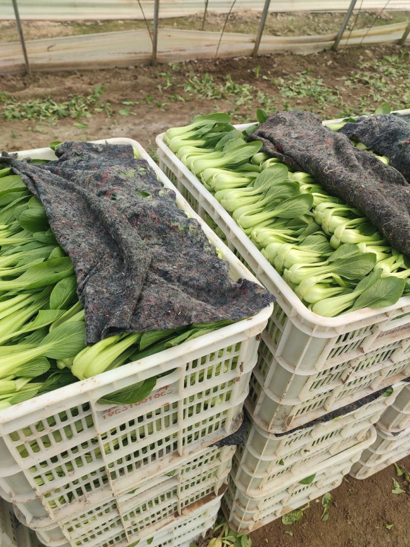优质油菜上海青，货源充足。拥有大型冷库，支持全国发货