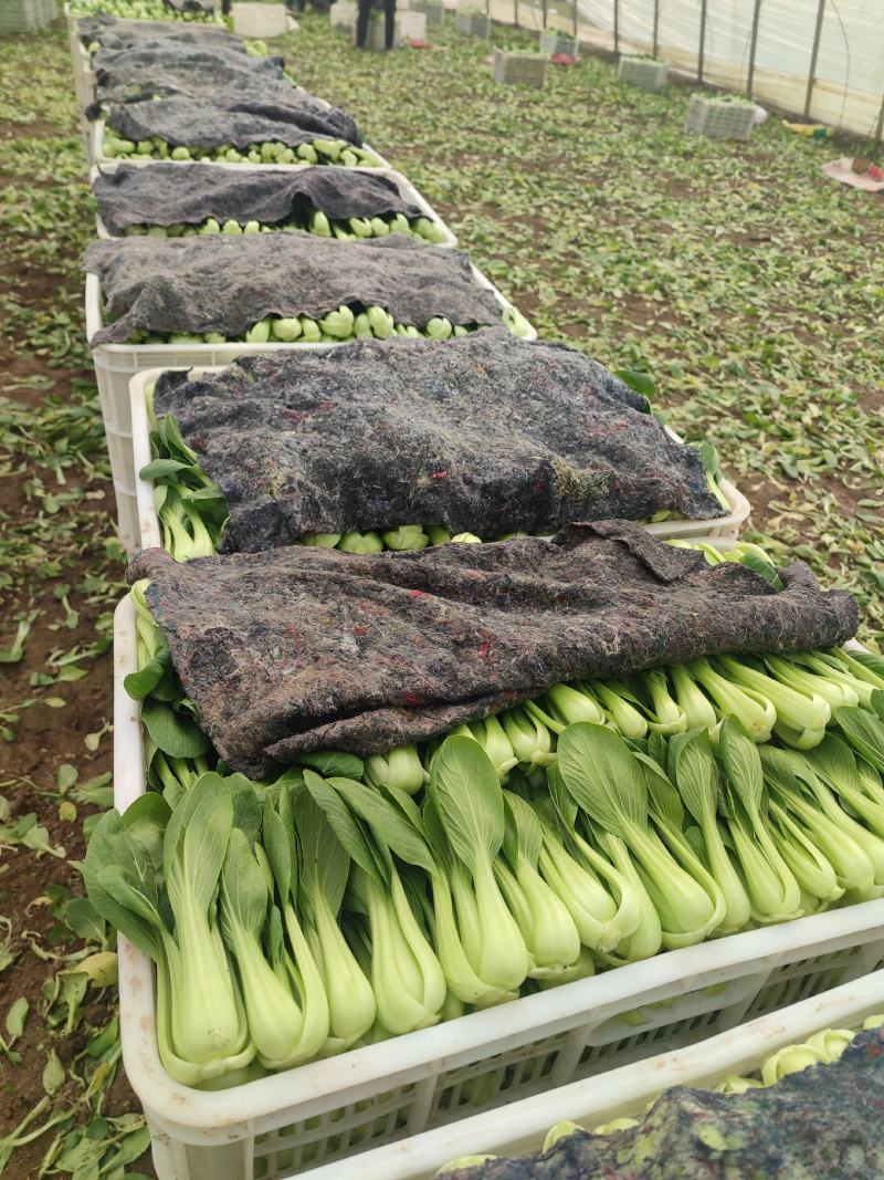 优质油菜上海青，货源充足。拥有大型冷库，支持全国发货