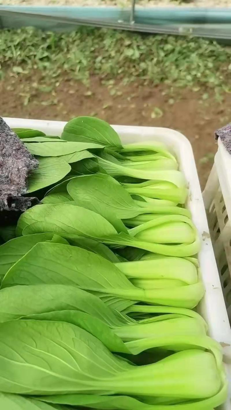 优质油菜上海青，货源充足。拥有大型冷库，支持全国发货