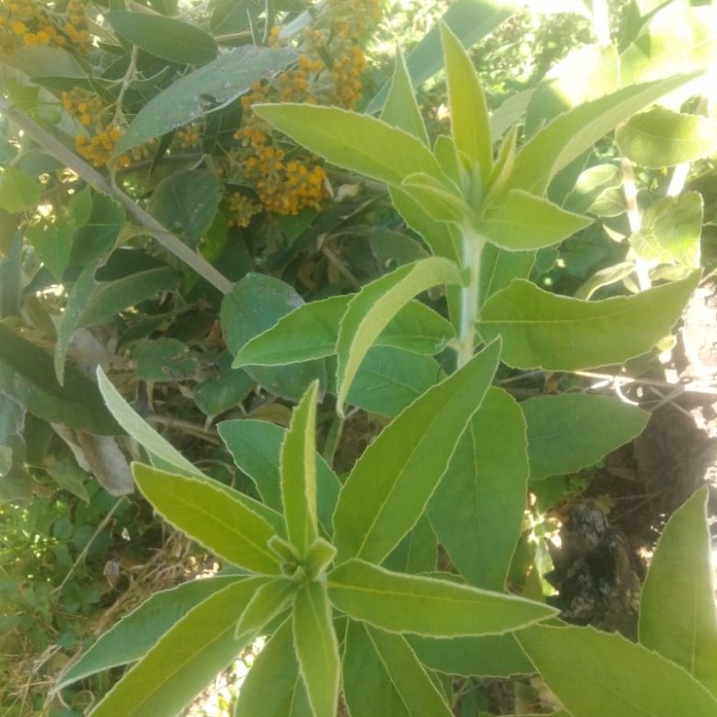 羊耳菊白牛胆白面风白蒋军产地四川凉山野生一手货源