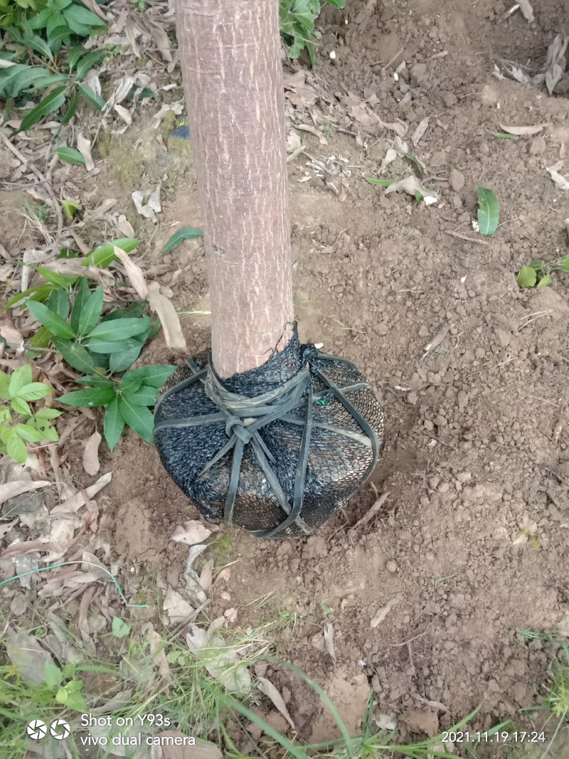 扁桃芒果树苗风景专用