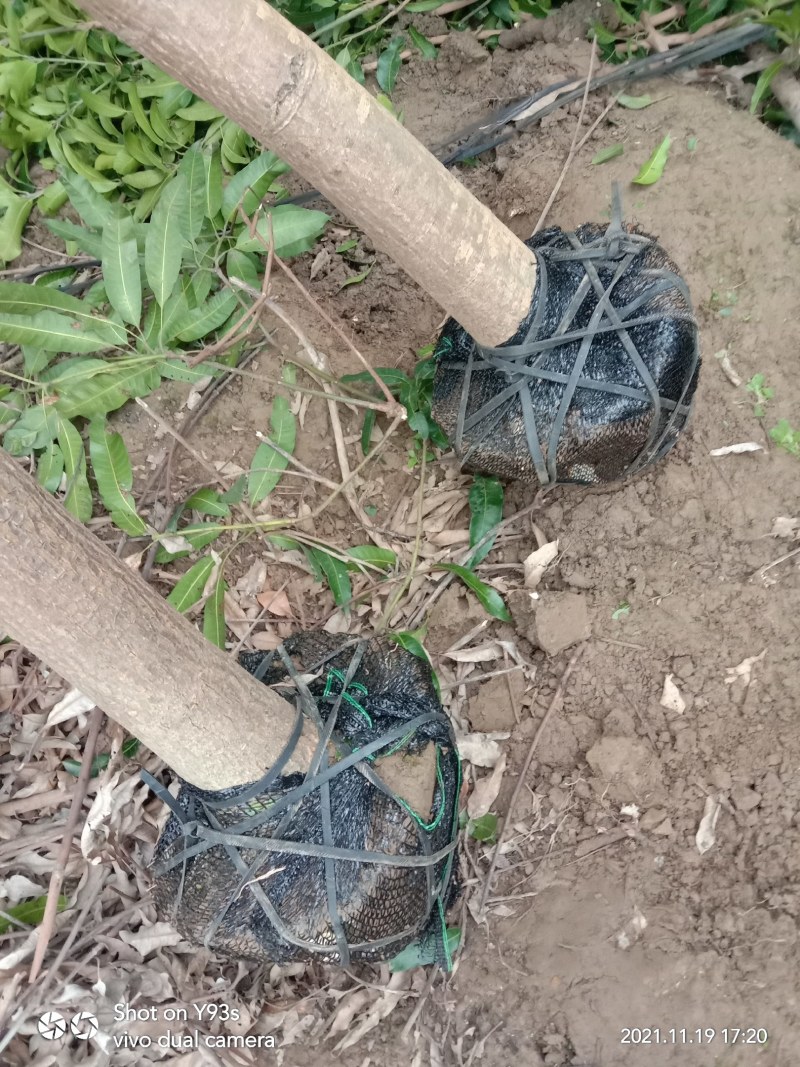 扁桃芒果树苗风景专用