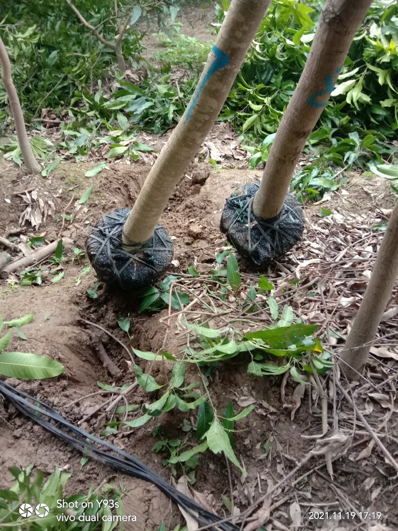 扁桃芒果树苗风景专用