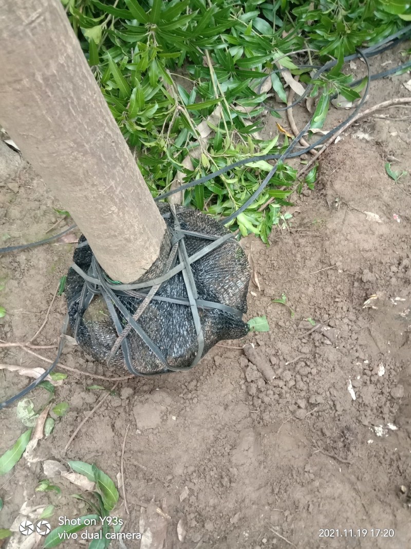 扁桃芒果树苗风景专用