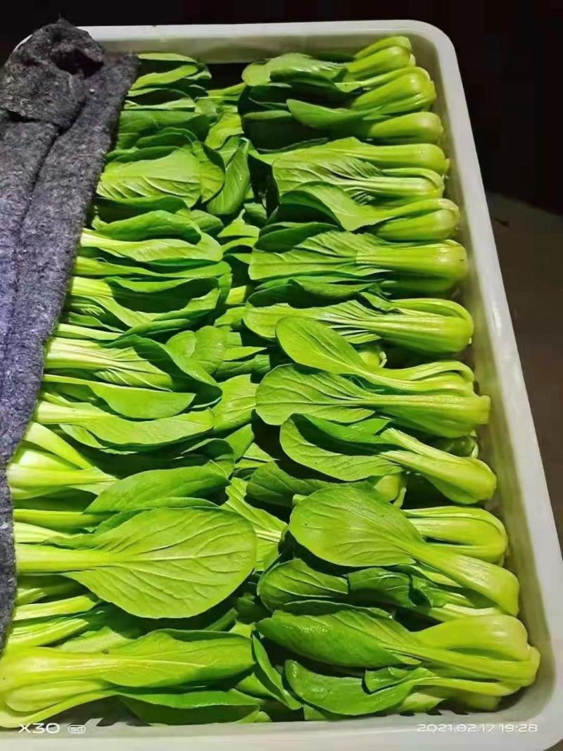 优质油菜上海青，货源充足。拥有大型冷库，支持全国发货