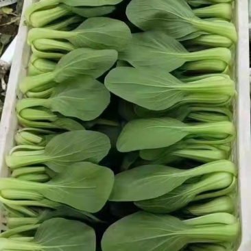 优质油菜上海青，货源充足。拥有大型冷库，支持全国发货
