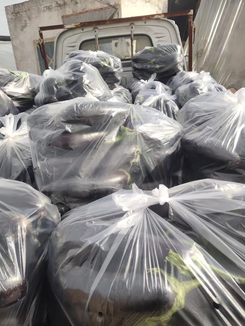 现有765紫长茄温室大棚大量上市。欢迎新老客户订购