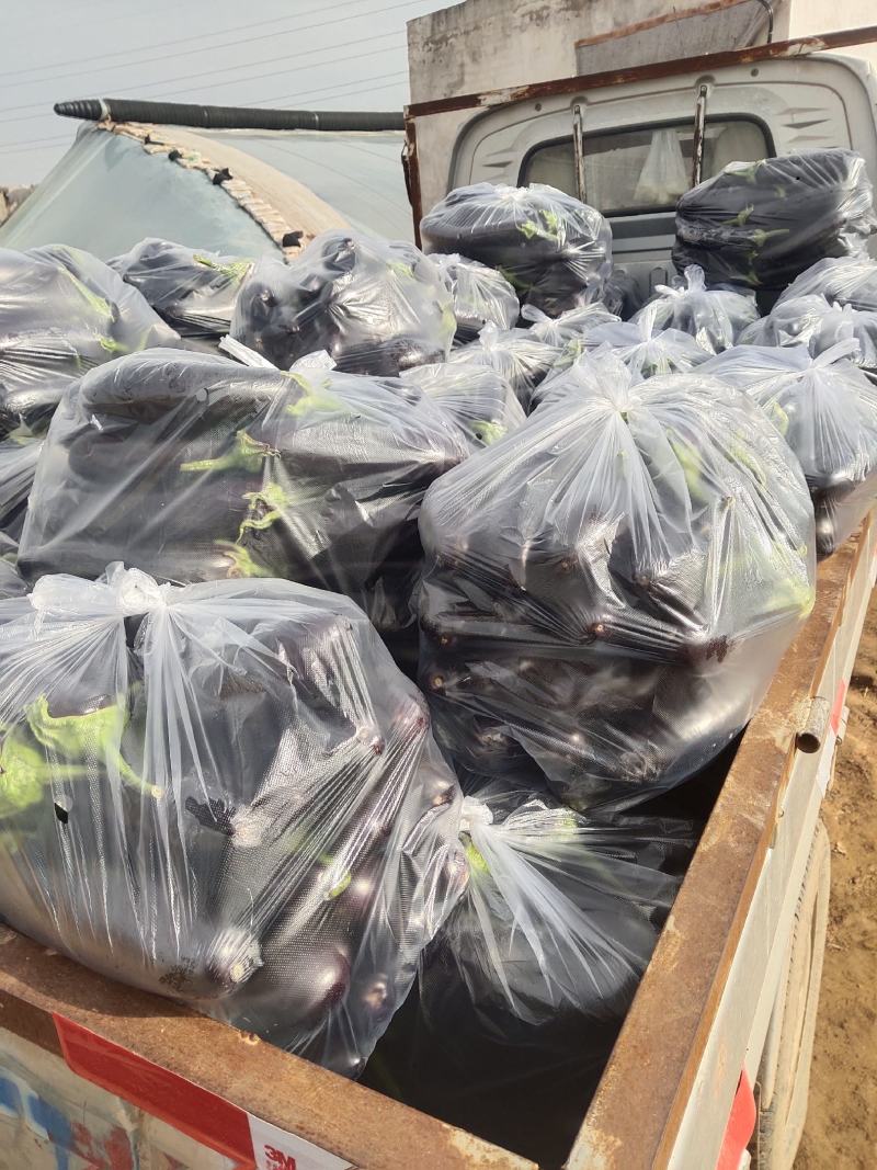 现有765紫长茄温室大棚大量上市。欢迎新老客户订购
