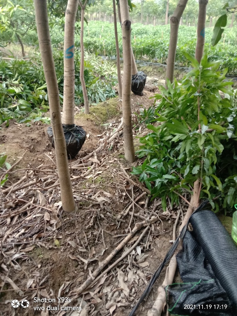 扁桃芒果树苗风景专用
