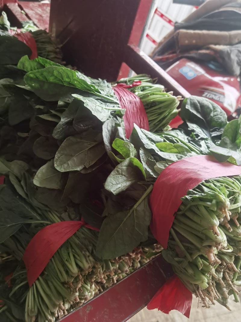 二十公分到二十六公分，大叶菠菜香菜