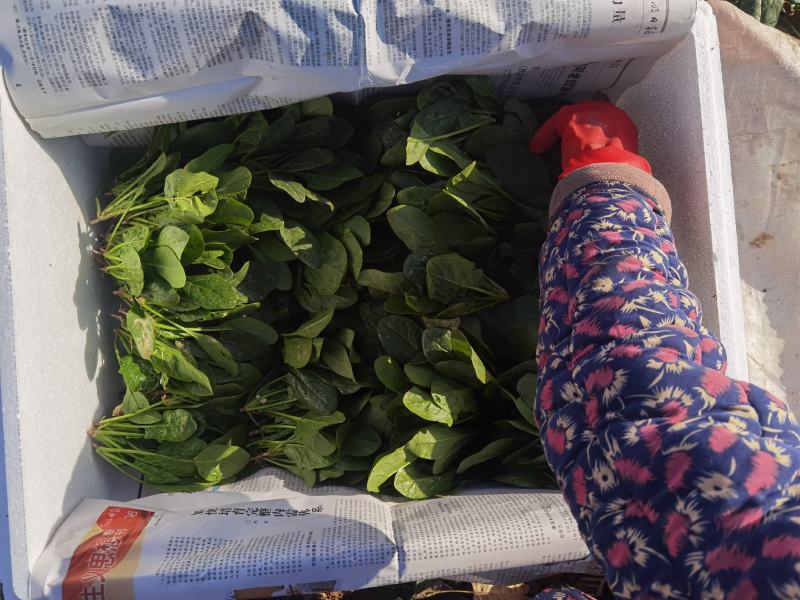 二十公分到二十六公分，大叶菠菜香菜