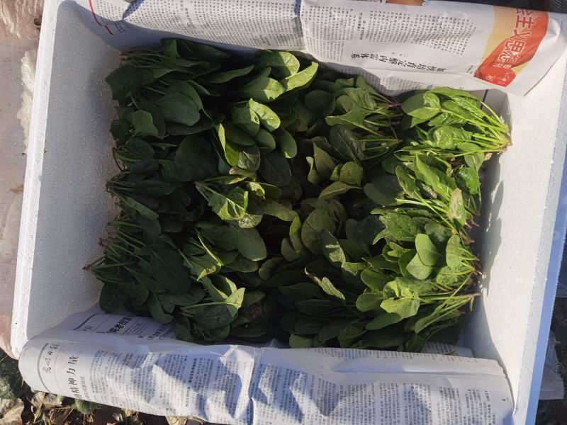 二十公分到二十六公分，大叶菠菜香菜