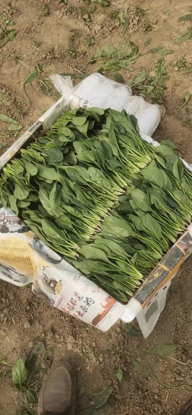 大叶香菜