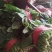 大叶香菜