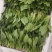 大叶香菜