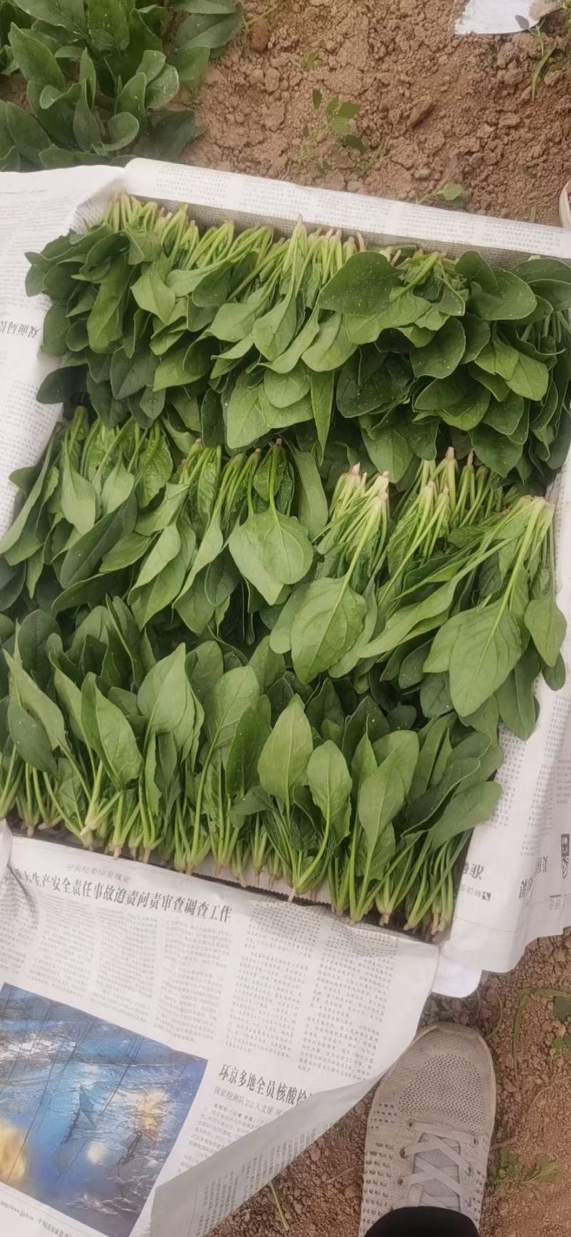 大叶香菜