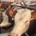 西门塔尔牛养殖基地发货全国各地均能养殖欢迎咨询洽谈