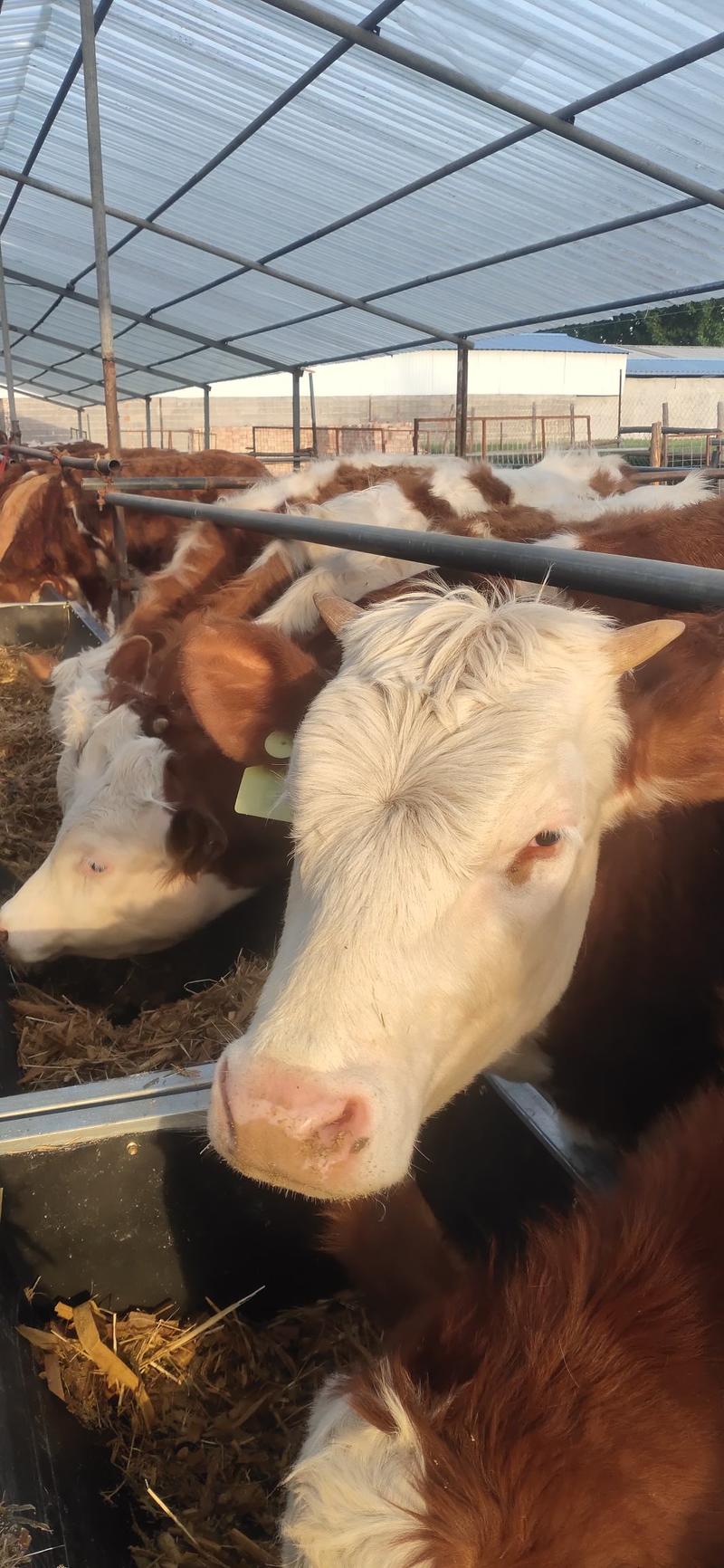 西门塔尔牛养殖基地发货全国各地均能养殖欢迎咨询洽谈