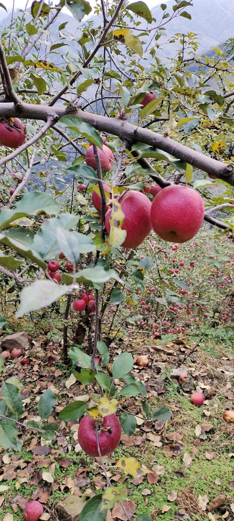 汉源红富士红蒋军大量上市，又脆又甜，