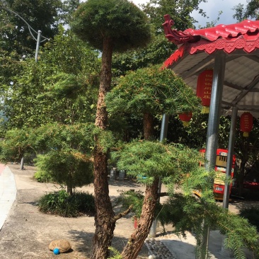 衫树