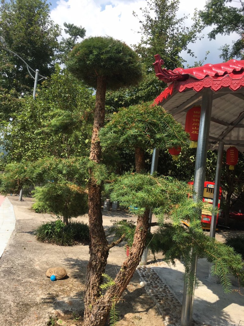衫树