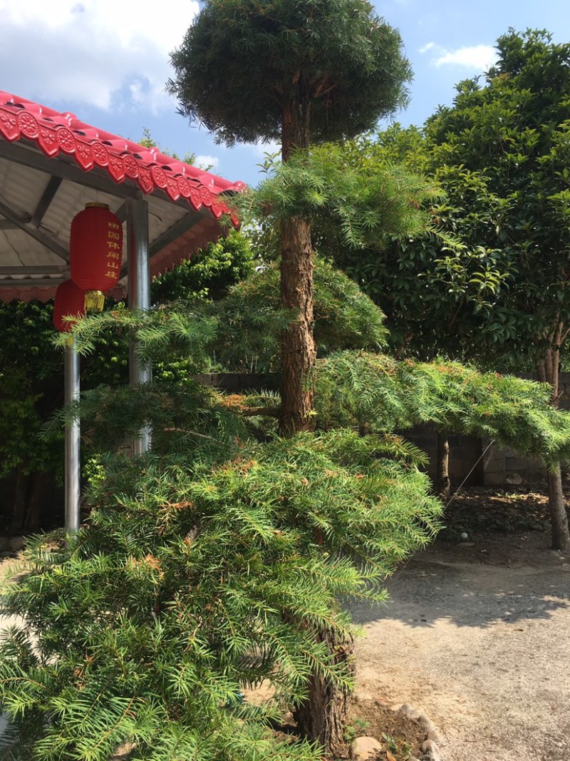 衫树