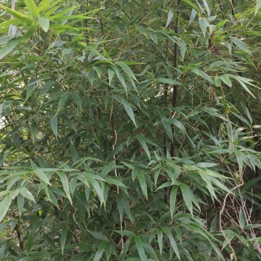 紫竹